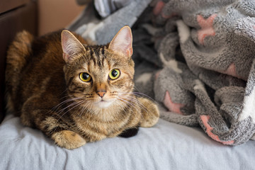 Cat lies on bed with its paws tucked and carefully watches