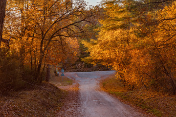 road in the woods with autumn colors in Tuscany