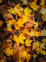 Yellow autumnal leaves as nature background.