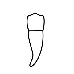Vector isolated illustration of tooth 