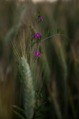 Field of wild flowers and Wheat at sunset, rural countryside.