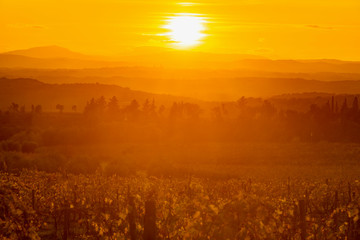 Chianti vineyards in Siena at sunset in autumn