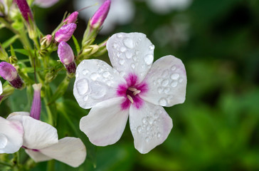 Phlox paniculata 'White Eyes' an herbaceous springtime summer flower plant