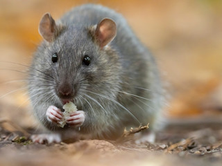 The brown rat (Rattus norvegicus) close up.