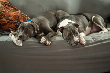 pitbull brother and sister are resting on your couch