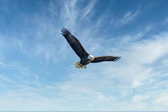 bald eagle flies through blue skies