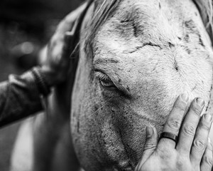 Man petting horse black and white cropped
