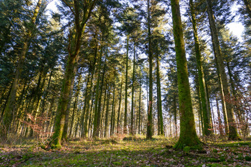 forest in winter with sunlight