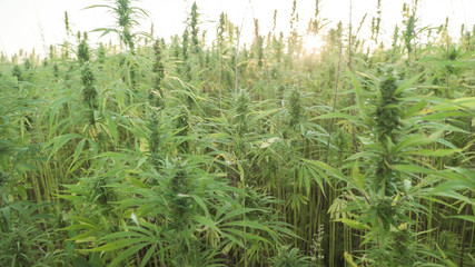 Marijuana plants at outdoor cannabis farm field. Hemp plants used for CBD and health