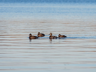 The velvet scoter (Melanitta fusca), also called a velvet duck, is a large sea duck.