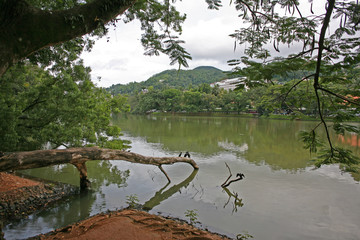 Beside the serene lake in Kandy, Sri Lanka