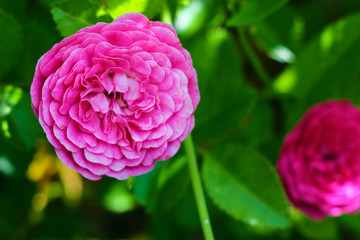 Red Roses on a bush in a garden. Nature.