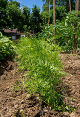 Carrot growing in backyard garden. It is a root vegetable, usually orange in color, though purple, black, red, white, and yellow cultivars exist. Carrots are a form of the wild carrot, Daucus carota. 