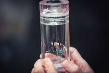 fighting cricket market full of insects in Hangzhou, China