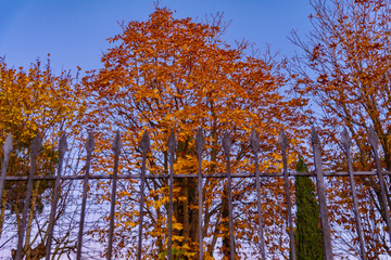 forest with autumn colors in Tuscany