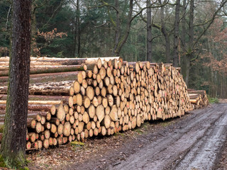 Wooden Logs with Forest on Background / Trunks of trees cut and stacked in the foreground, green forest in the background