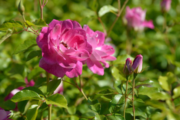 Natural bouquet of rose bushes growing in the garden. Multi-colored roses blooming in the natural environment. Beautiful flowering plant.