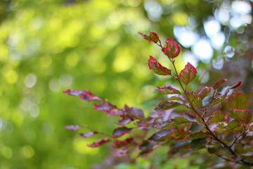 Red and green leaves. Selective focus, colorful bokeh.