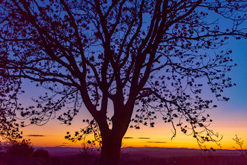 tree branches at sunset in autumn