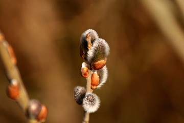 Bourgeons sur une branche.