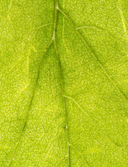 Fototapeta na wymiar green leaf macro texture background