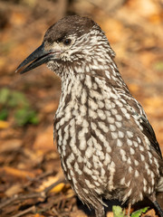  Eurasian nutcracker, or just nutcracker, (Nucifraga caryocatactes) is a passerine bird of the Corvidae family. 