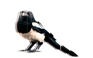Bird. Reflection in mirror. White background.