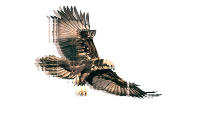 Bird of prey. Reflection in mirror. White background.