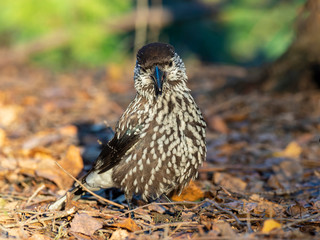  Eurasian nutcracker, or just nutcracker, (Nucifraga caryocatactes) is a passerine bird of the Corvidae family. 
