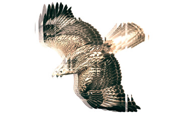 Bird of prey. Reflection in mirror. White background.