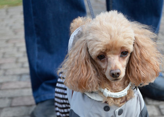 Portrait of a beautiful dog in the Park. Curly, fluffy and brown poodle.