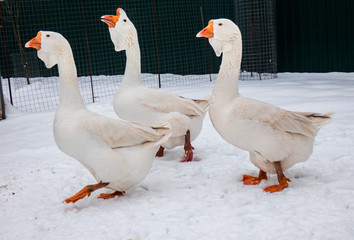 Three geese walking on snow in the farm during the winter.