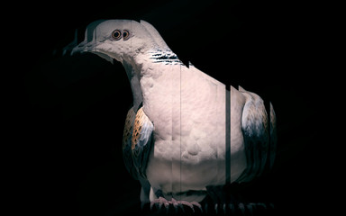Birds. Reflection in miror. Black background.