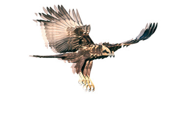Bird of prey. Reflection in mirror. White background.