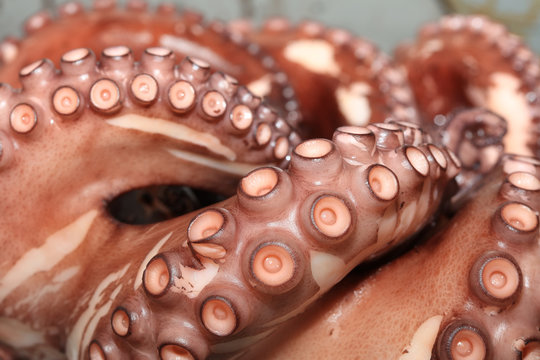 Frisch gekochter Oktopus