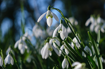 Close-up of snowdrops in the sunshine