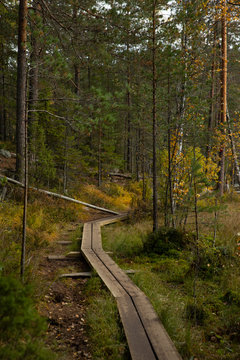 Finland Forest Walk