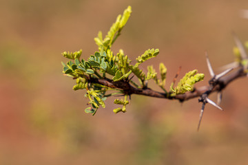 end of an acacia tree