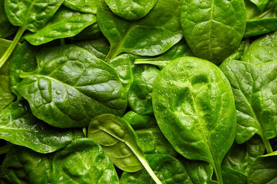 Spinach green fresh leaves with water drops background