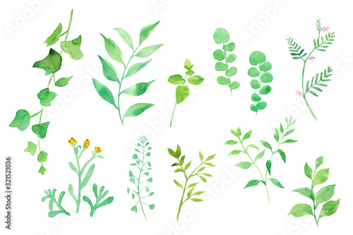 グリーンの色々な草花 水彩イラスト Wall Mural Wallpaper Murals Keikotakamatsu グリーンの色々な草花 水彩イラスト Wall Mural Wallpaper Murals Keikotakamatsu
