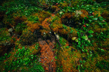 Beautiful taiga background with rich flora on mossy slope. Green red leaves of bergenia crassifolia among thick moss on mountainside. Atmospheric green forest backdrop with fresh greenery.