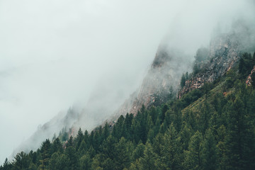 Fototapety  Atmospheric ghostly dark forest in dense fog among big rocks. Gloomy misty scenery with rocky mountain behind coniferous trees in low clouds. Alpine landscape at early morning. Hipster, vintage tones.