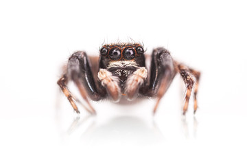 Close-up of a jumping spider isolated over a white background.