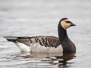  Portrait of a barnacle goose. The barnacle goose (Branta leucopsis) belongs to the genus Branta of black geese. 