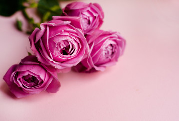 Beautiful pink pion-shaped rose. Bouquet Shrub roses on pink background. Copy space
