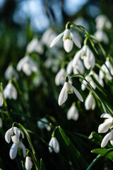 Close-up of snowdrops in the sunshine