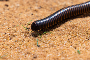 A giant african millipede or shongololo