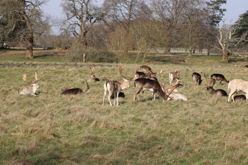 Group of fallow deer with antlers in park 