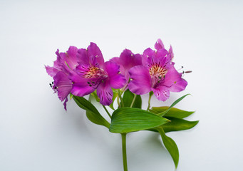 Beautiful Alstroemeria flowers. Purple flowers and green leaves on white background. Peruvian Lily.
