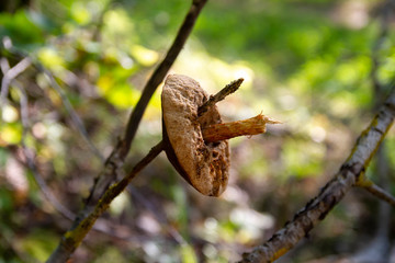The mushroom hangs on a tree branch. Food for squirrels for winter.